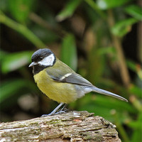 Buy canvas prints of Great Tit by graham young