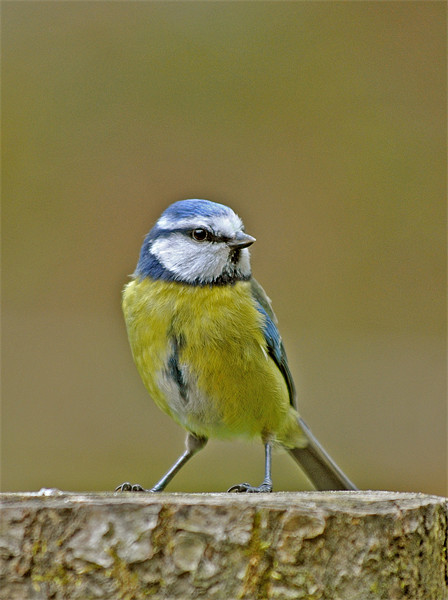 Blue Tit Picture Board by graham young
