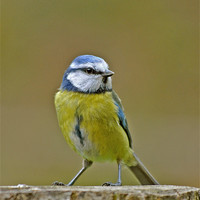 Buy canvas prints of Blue Tit by graham young