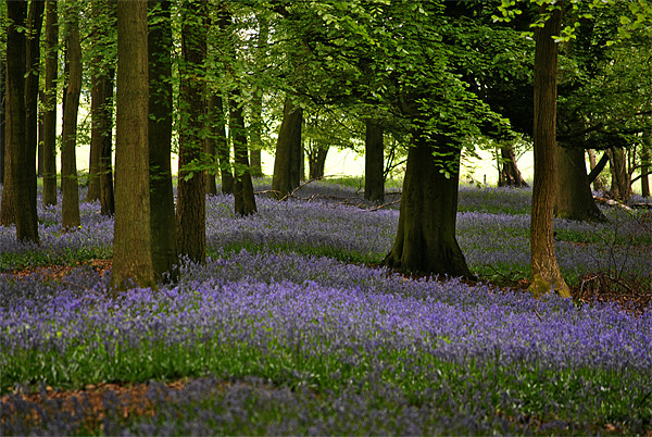 Bluebell Time Picture Board by graham young