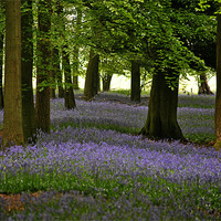 Buy canvas prints of Bluebell Time by graham young