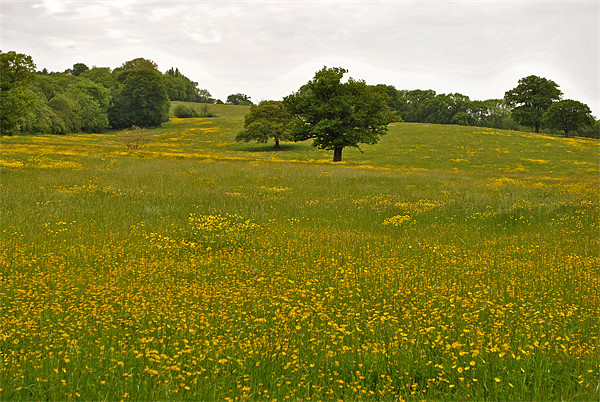 Buttercup Field Picture Board by graham young
