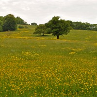 Buy canvas prints of Buttercup Field by graham young