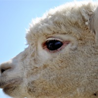 Buy canvas prints of Alpaca by graham young