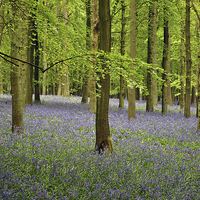 Buy canvas prints of Ashridge Bluebell Woods by graham young