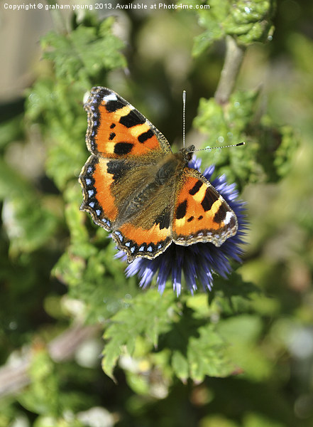 Small Tortoiseshell Picture Board by graham young