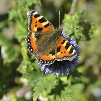 Buy canvas prints of Small Tortoiseshell by graham young