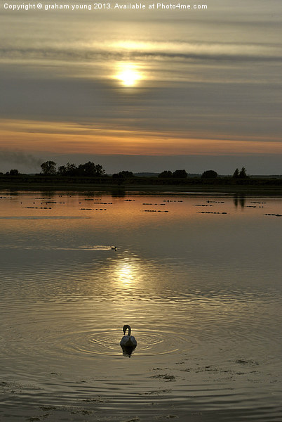 Swan at Sunset Picture Board by graham young
