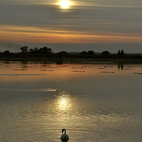Buy canvas prints of Swan at Sunset by graham young