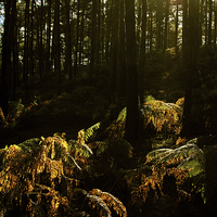 Buy canvas prints of Into The Dark Woods by graham young