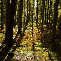 Buy canvas prints of Autumn at Rushmere by graham young