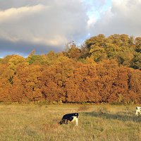 Buy canvas prints of Autumn in Tring Park by graham young