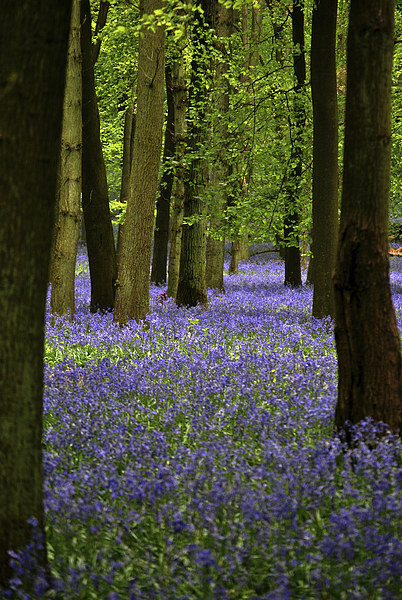 Bluebell Wood Picture Board by graham young