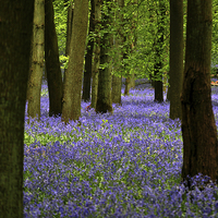 Buy canvas prints of Bluebell Wood by graham young
