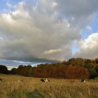 Buy canvas prints of Tring Park by graham young
