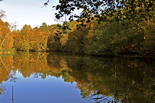 Stockgrove Lake  in Autumn Picture Board by graham young