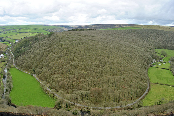 Southern Wood, Exmoor Picture Board by graham young