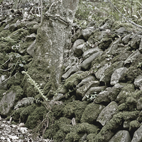 Buy canvas prints of An Exmoor Drystone Wall  by graham young