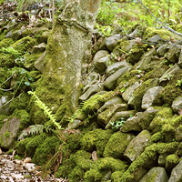 Buy canvas prints of An Exmoor Drystone Wall  by graham young