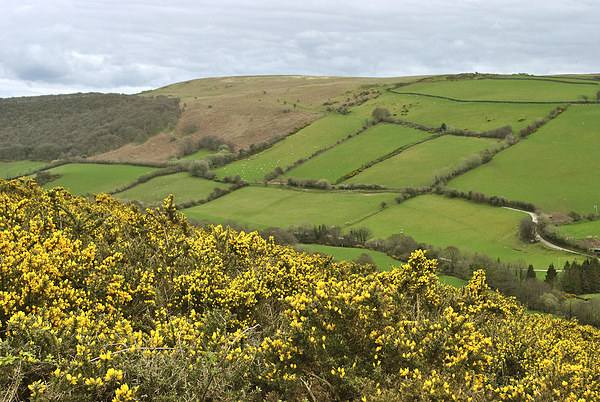Exmoor in the Spring  Picture Board by graham young