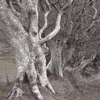 Buy canvas prints of An Ancient Exmoor Hedgerow  by graham young