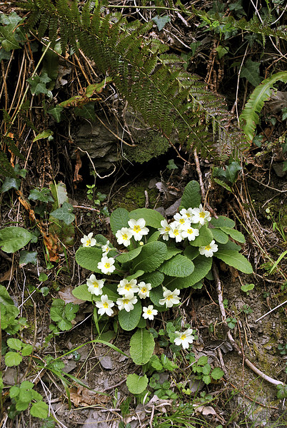 primroses and ferns  Picture Board by graham young