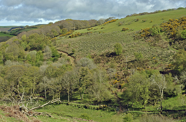 Exmoor  Picture Board by graham young