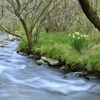 Buy canvas prints of Daffodils Beside The River Heddon  by graham young