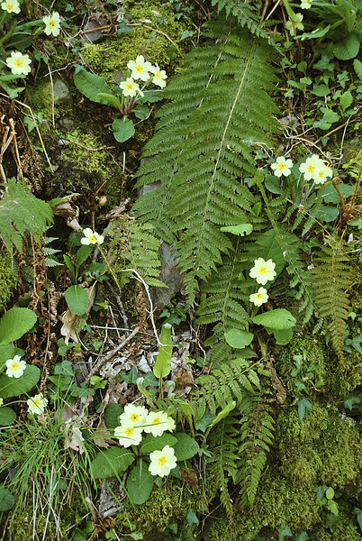 Primroses and Ferns  Picture Board by graham young