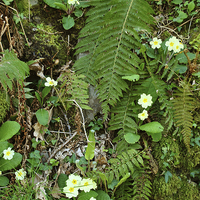 Buy canvas prints of Primroses and Ferns  by graham young