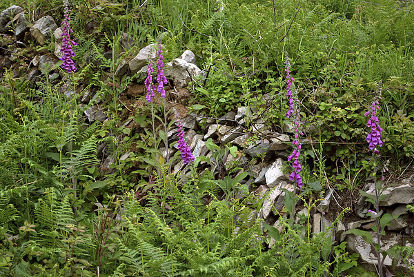 Foxgloves and drystone wall  Picture Board by graham young
