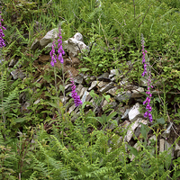 Buy canvas prints of Foxgloves and drystone wall  by graham young