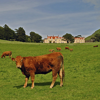 Buy canvas prints of Lee Abbey  by graham young