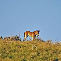 Buy canvas prints of Exmoor Foal  by graham young