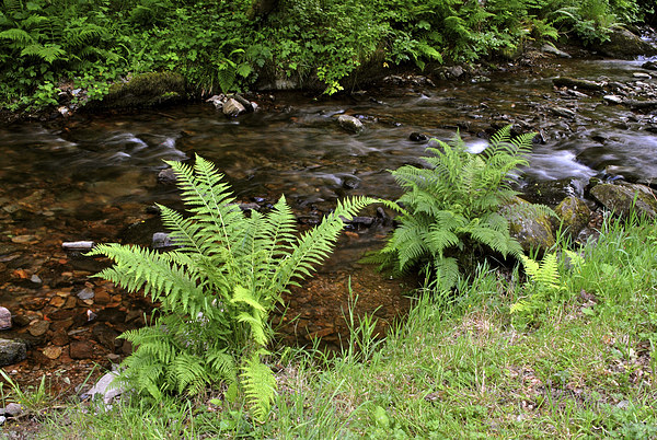 Ferns Beside The Stream  Picture Board by graham young