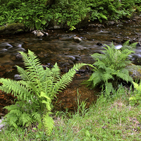 Buy canvas prints of Ferns Beside The Stream  by graham young