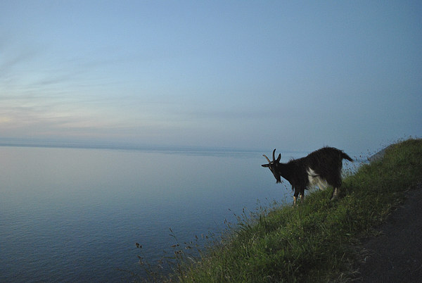Lynton Goat at Sunset  Picture Board by graham young