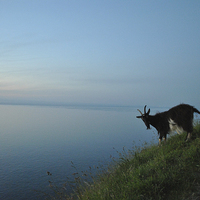 Buy canvas prints of Lynton Goat at Sunset  by graham young