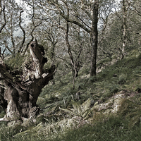 Buy canvas prints of The Old Oak Tree  by graham young