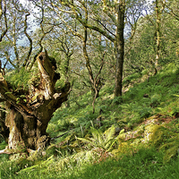 Buy canvas prints of The Ancient Oak  by graham young