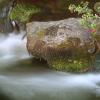 Buy canvas prints of Fuschia by a Stream  by graham young