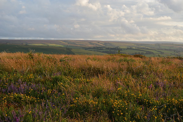 Heather and Gorse  Picture Board by graham young