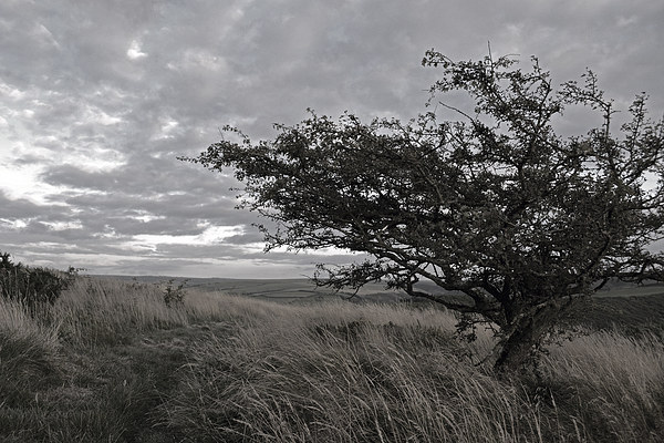 Hawthorn on Exmoor   Picture Board by graham young