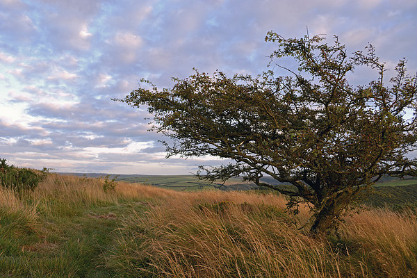Hawthorn on Exmoor  Picture Board by graham young