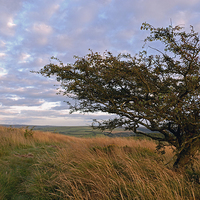 Buy canvas prints of Hawthorn on Exmoor  by graham young