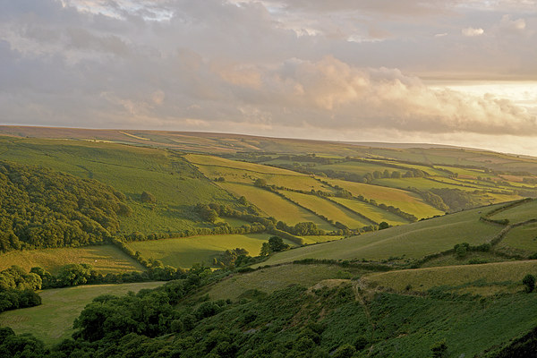 Exmoor  Picture Board by graham young