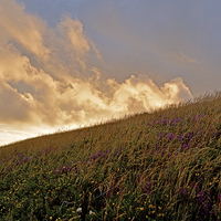 Buy canvas prints of Exmoor Heather  by graham young