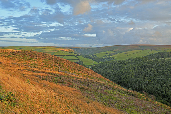 An Exmoor Hillside  Picture Board by graham young