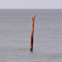 Buy canvas prints of Bird on a Post  by graham young