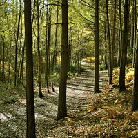 Buy canvas prints of Rushmere Country Park  by graham young